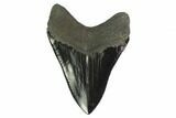 Serrated, Fossil Megalodon Tooth - Monster Meg Tooth #135911-2